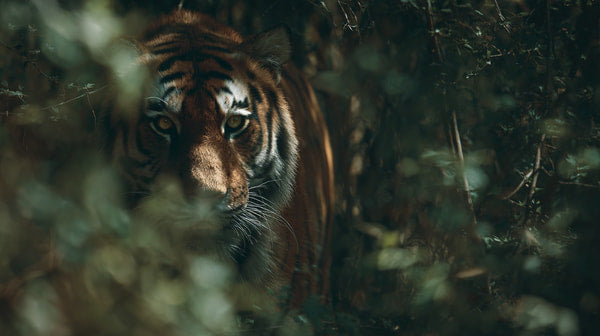 Tiger In The Wilderness Standing Amidst Lush Greenery Looking Directly Into The Camera With A Focused Gaze — Stock Photo