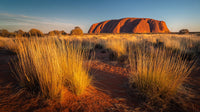 Awe Inspiring Sunset View Of Uluru Australia S Iconic Landmark With A Clear Sky And A Field Of Tall Grasses — Stock Photo