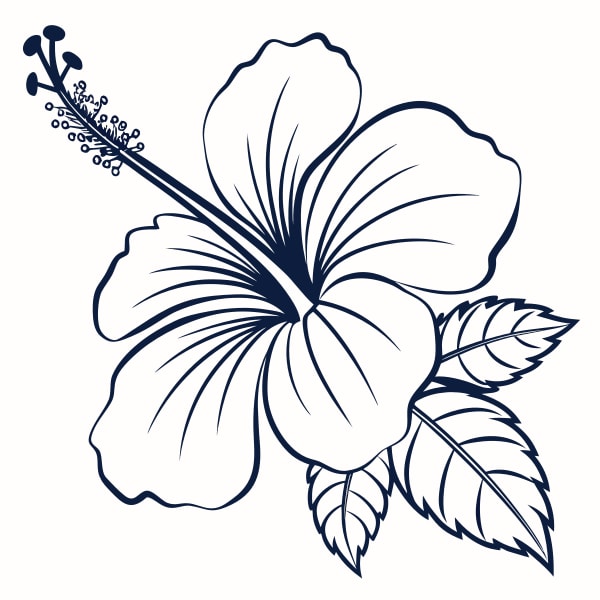 A Blue Hibiscus Flower With A Leaf — Stock Vector