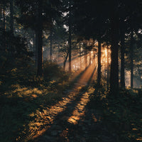 A Serene Forest Path Bathed In Sunlight Surrounded By Tall Trees And A Carpet Of Fallen Leaves — Stock Photo