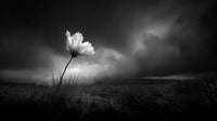 A Single White Flower Stands Tall Against A Dark Sky In A Field Of Grass — Stock Photo