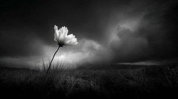 A Single White Flower Stands Tall Against A Dark Sky In A Field Of Grass — Stock Photo