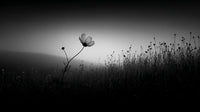 Black And White Photograph Of A Single Flower In A Field Of Tall Grass At Sunset — Stock Photo