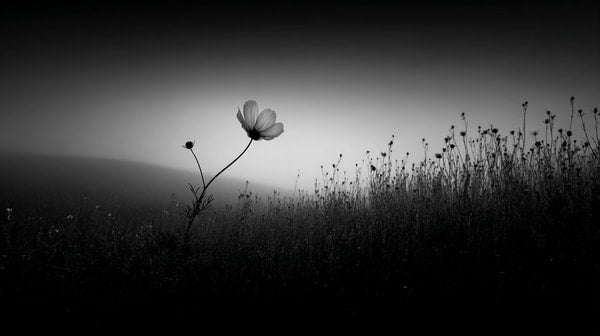 Black And White Photograph Of A Single Flower In A Field Of Tall Grass At Sunset — Stock Photo