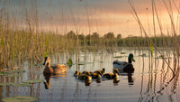 duck family in pond at sunset - Stock Video