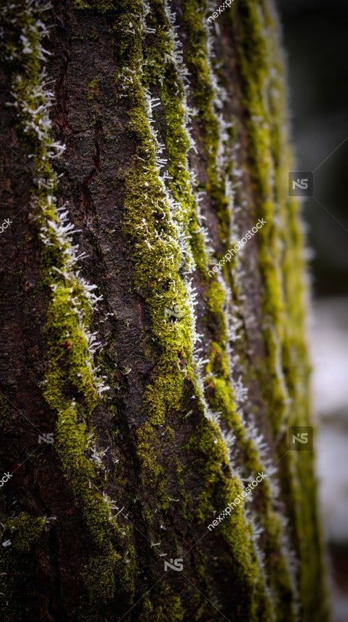 Moss Growing On Tree Bark — Stock Photo