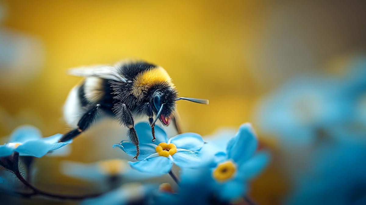 a bee in a flower field - Stock Video