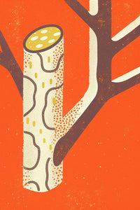 A Vintage Style Illustration Of A Tree Branch With A Small Pine Cone On It Against A Red Background — Stock Illustration