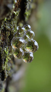 Bubbles On A Tree Branch — Stock Photo