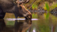 Moose Drinking From River — Stock Photo