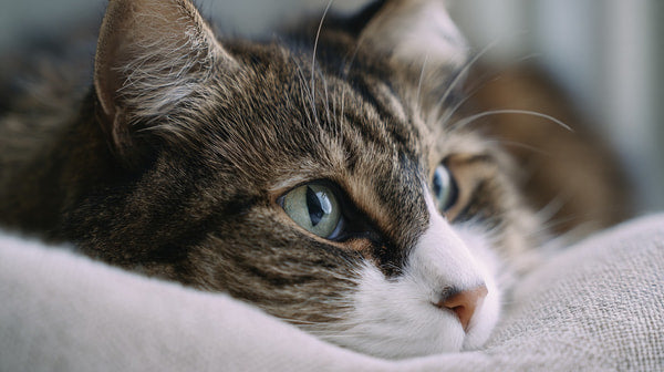 A Cat With Striking Blue Eyes Is The Focal Point Of This Image Captured In A Close Up Shot From Above — Stock Photo