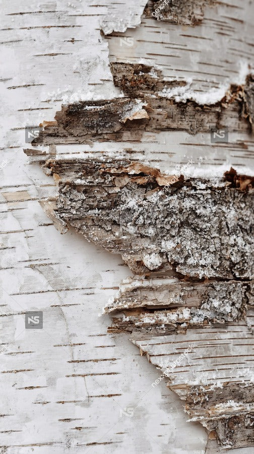 Close Up Of A Birch Tree Bark With Peeling Layers Revealing The Inner Wood Texture — Stock Photo