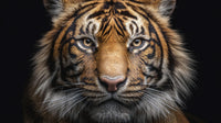 Tiger Portrait With A Close Up View Of The Majestic Animal S Face And Head Against A Black Background — Stock Photo