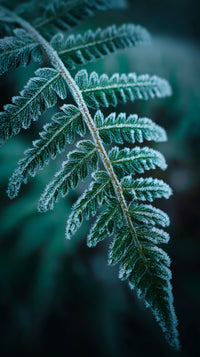 Fern Leaf With Moss — Stock Photo