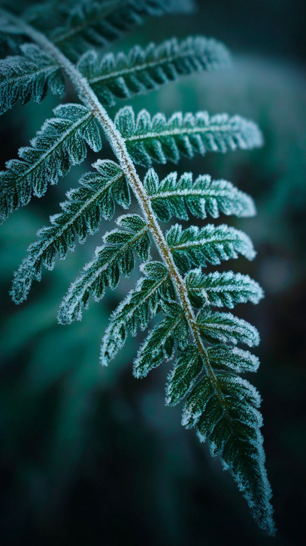 Fern Leaf With Moss — Stock Photo
