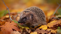 a small hedgehog walking through a bed of autumn leaves - Stock Video