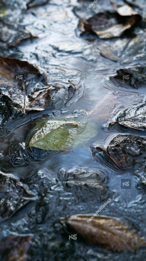 A Single Leaf Floating On The Surface Of A Puddle — Stock Photo