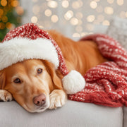 Golden Retriever Dog Wearing Santa Hat And Laying On Red Blanket In Front Of Christmas Tree — Stock Photo