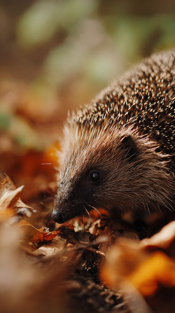 Hedgehog In Leaves — Stock Photo