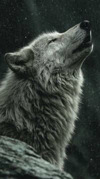 A Wolf Howling In A Snowy Landscape Captured From A Top Down Perspective With A Focus On Its Face And The Surrounding Environment — Stock Photo