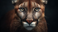 A Striking Image Of A Majestic Mountain Lion Captured In Close Up With Its Gaze Directed Straight At The Camera — Stock Photo