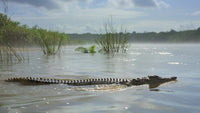 alligators in the wild - Stock Video