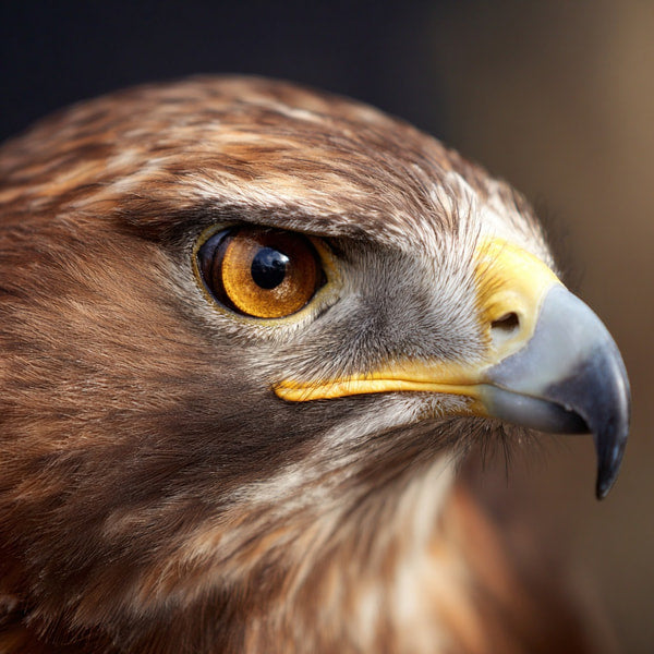 Close Up Of A Bird S Head With Yellow Eyes And Brown Feathers Against A Dark Background — Stock Photo