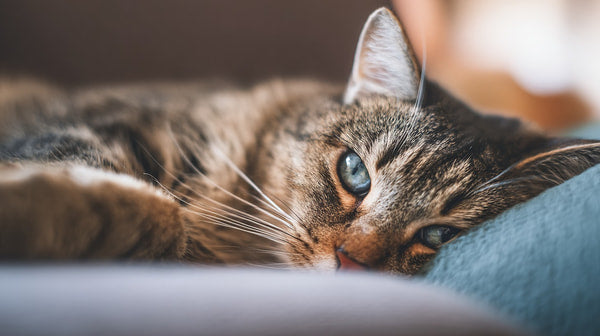 A Cat Resting On A Bed — Stock Photo