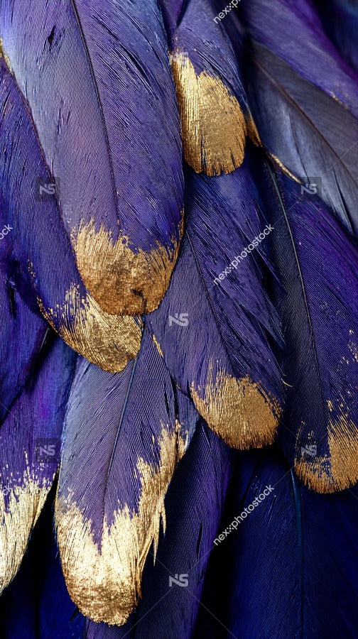 Peacock Feathers With Gold Leaf Design — Stock Photo
