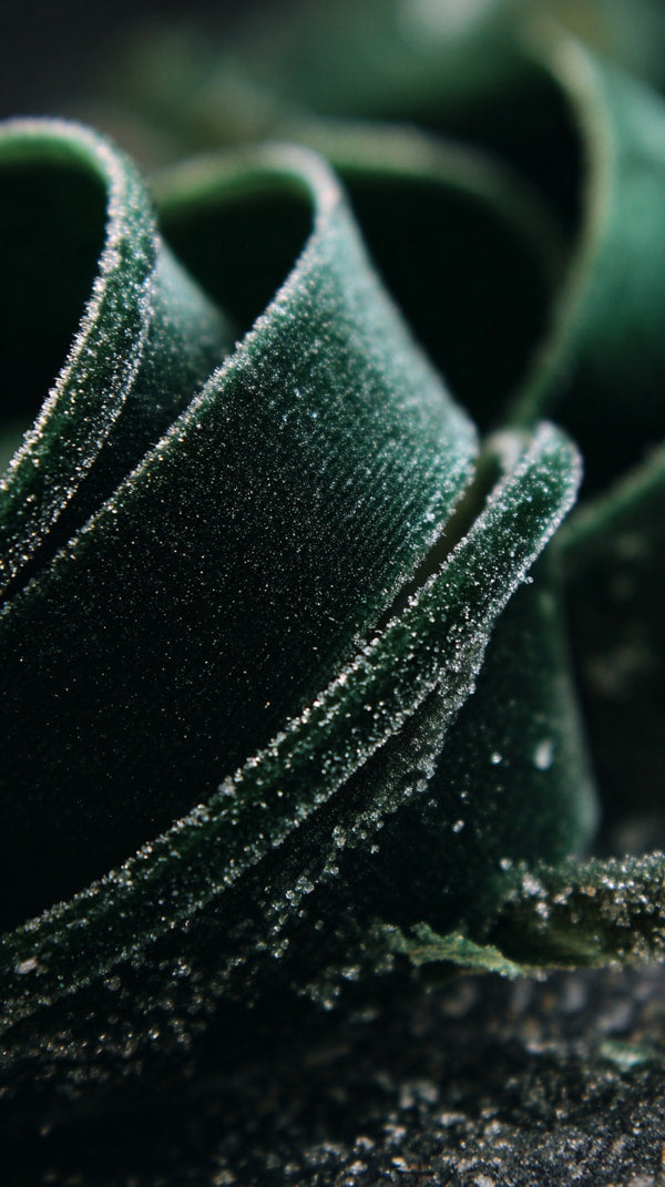 A Close Up Of A Green Wreath With A Glossy Finish Set Against A Dark Background — Stock Photo