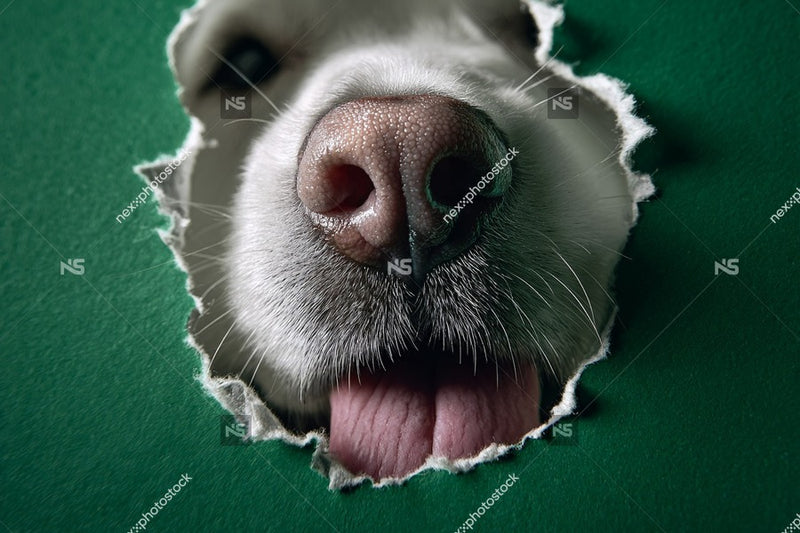 A Dog S Nose Pokes Through A Hole In A Wall Creating An Unusual And Intriguing Visual Effect — Stock Photo