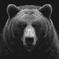 Black And White Grizzly Bear Portrait In A Close Up Top View Against A Dark Background — Stock Photo