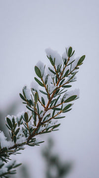 Snowy Evergreen Branch With Snow Covered Needles Set Against A Blurred Background Of A Winter Landscape — Stock Photo