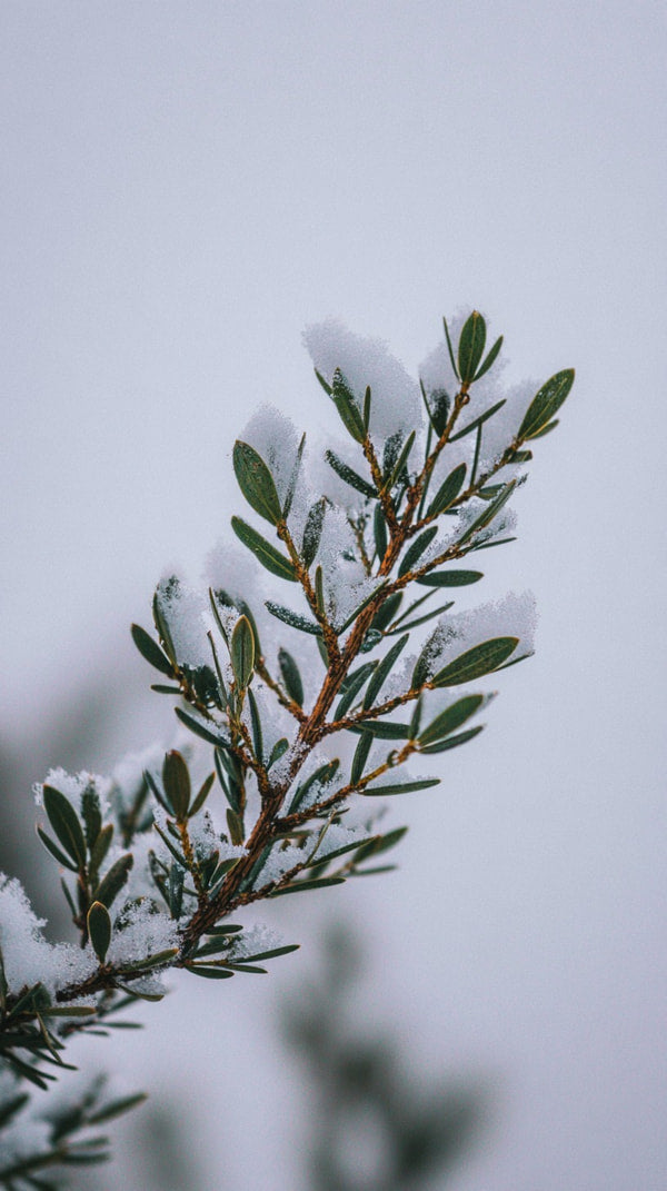 Snowy Evergreen Branch With Snow Covered Needles Set Against A Blurred Background Of A Winter Landscape — Stock Photo