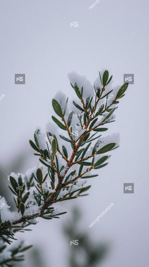 Snowy Evergreen Branch With Snow Covered Needles Set Against A Blurred Background Of A Winter Landscape — Stock Photo