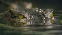 Alligators In A Swamp — Stock Photo