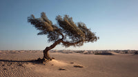 A Solitary Tree Stands Prominently In A Sandy Desert Landscape With A Clear Blue Sky As Its Backdrop — Stock Photo