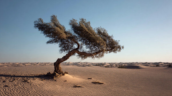 A Solitary Tree Stands Prominently In A Sandy Desert Landscape With A Clear Blue Sky As Its Backdrop — Stock Photo