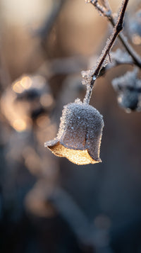 Frost Covered Branch With Ice Crystals Hanging From It Set Against A Blurred Background Of Trees And Sky — Stock Photo