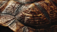 A Close Up Image Of A Brown Turtle Shell With Intricate Patterns Showcasing Its Natural Texture And Color Variations — Stock Photo