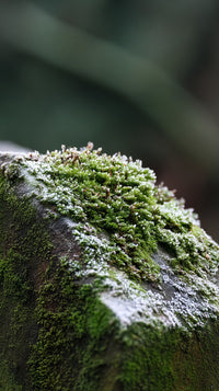 Moss Covered Rock In A Forest Setting (2) — Stock Photo