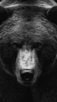 Grizzly Bear Portrait — Stock Photo