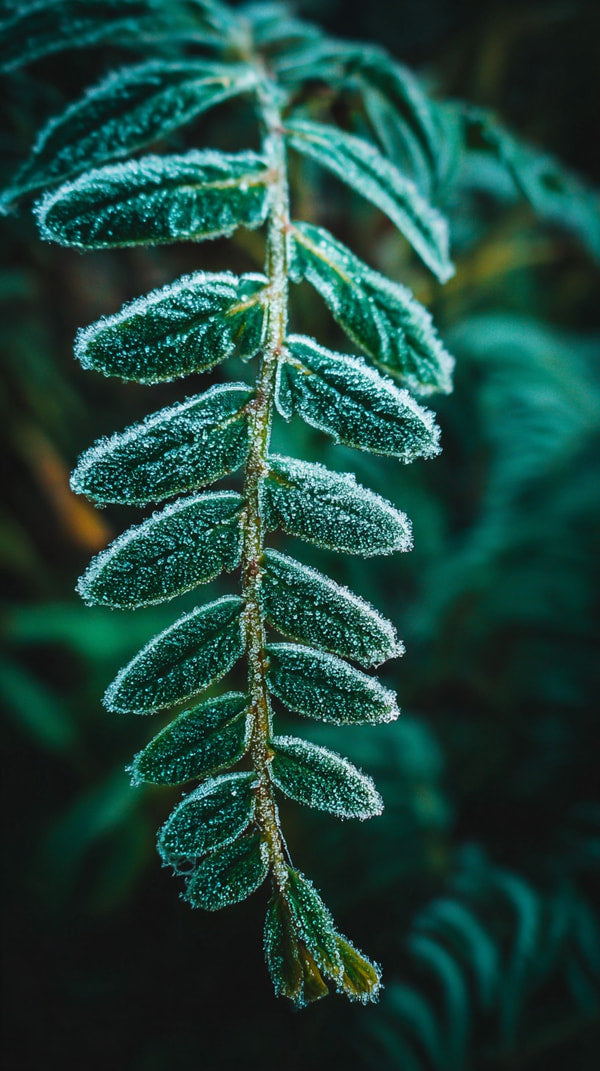 Frost Covered Fern Leaves (2) — Stock Photo