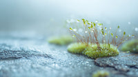 Moss Growing On A Concrete Surface — Stock Photo