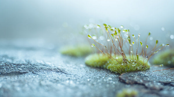 Moss Growing On A Concrete Surface — Stock Photo