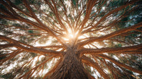 Ancient Tree Canopy With Sunlight Filtering Through Branches And Leaves Creating A Effect On The Sky — Stock Photo