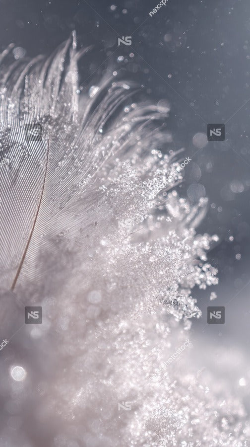 Flower Petals Falling In The Air — Stock Photo