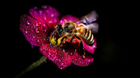 bee perched on a vibrant pink flower with water droplets set against a dark background - Stock Video