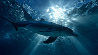A Dolphin Swimming Underwater In A Blue Ocean With Sunlight Filtering Through The Water — Stock Photo