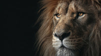 Lion Portrait With A Close Up View Of Its Face Set Against A Dark Background — Stock Photo